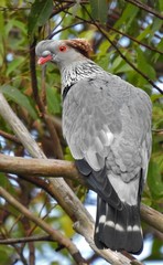 Topknot Pigeon photo 2