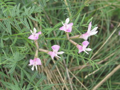 Astragalus corniculatus
