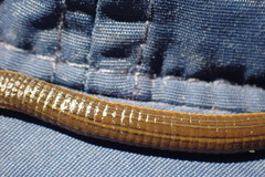 Hirudo michaelseni