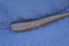 Hirudo michaelseni