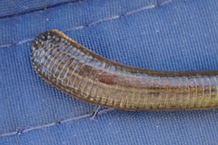 Hirudo michaelseni
