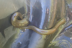 Hirudo michaelseni