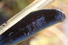 Hirudo michaelseni