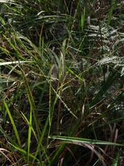 Digitaria ramularis