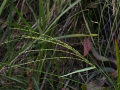 Digitaria ramularis