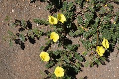 Tribulus cristatus