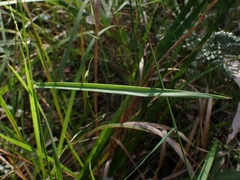 Digitaria ramularis