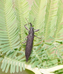 Rhinotia phoenicoptera
