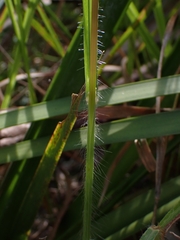 Digitaria ramularis