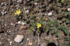 Tribulus cristatus