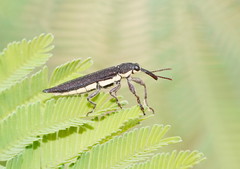 Rhinotia phoenicoptera