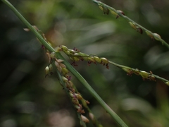 Digitaria ramularis