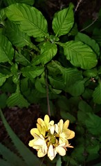 Crossandra infundibuliformis