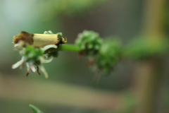 Epithymema chrysocolla