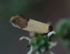 Epithymema chrysocolla