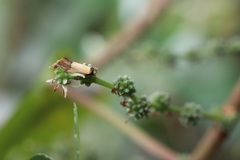 Epithymema chrysocolla