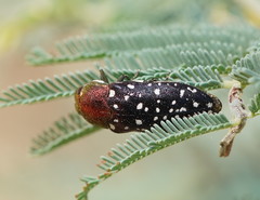 Diphucrania leucosticta