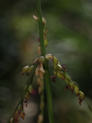 Digitaria ramularis