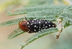 Diphucrania leucosticta