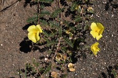 Tribulus cristatus