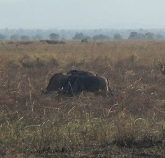 Connochaetes taurinus johnstoni