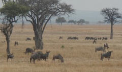 Connochaetes taurinus johnstoni