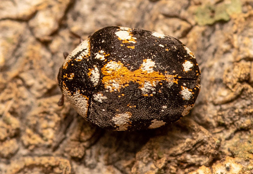 Buffalo carpet beetle photo 3