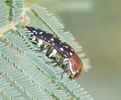 Diphucrania leucosticta