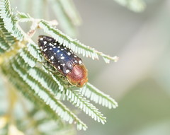 Diphucrania leucosticta