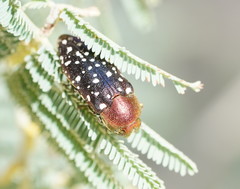 Diphucrania leucosticta