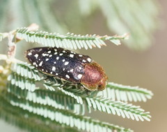 Diphucrania leucosticta