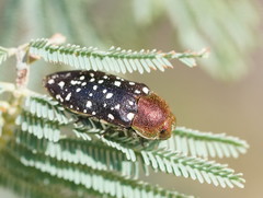 Diphucrania leucosticta
