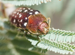 Diphucrania leucosticta