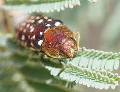 Diphucrania leucosticta