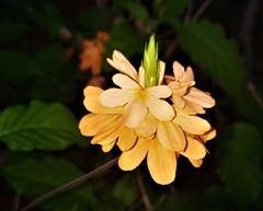 Crossandra infundibuliformis