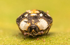 Anthrenus ethiopicus