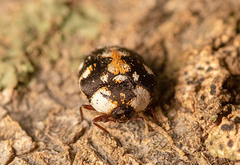 Anthrenus ethiopicus