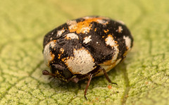 Anthrenus ethiopicus