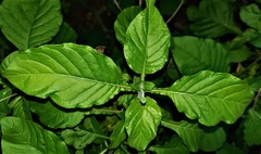 Crossandra infundibuliformis