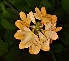 Crossandra infundibuliformis