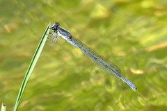 Pseudagrion draconis