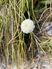 Craspedia uniflora