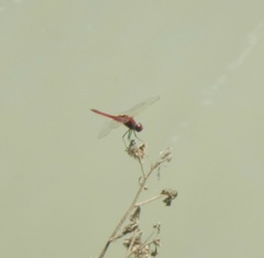 Trithemis annulata