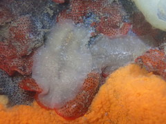 Pseudoceros canadensis