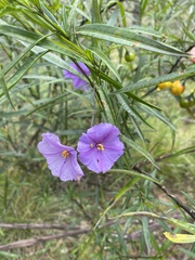 Solanum linearifolium