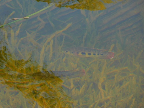 Pelmatolapia mariae
