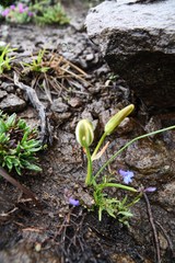 Albuca humilis