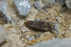 Hierodoris callispora