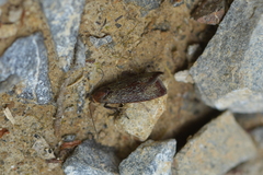Hierodoris callispora
