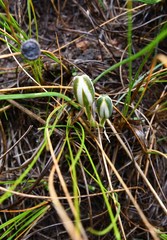 Albuca humilis